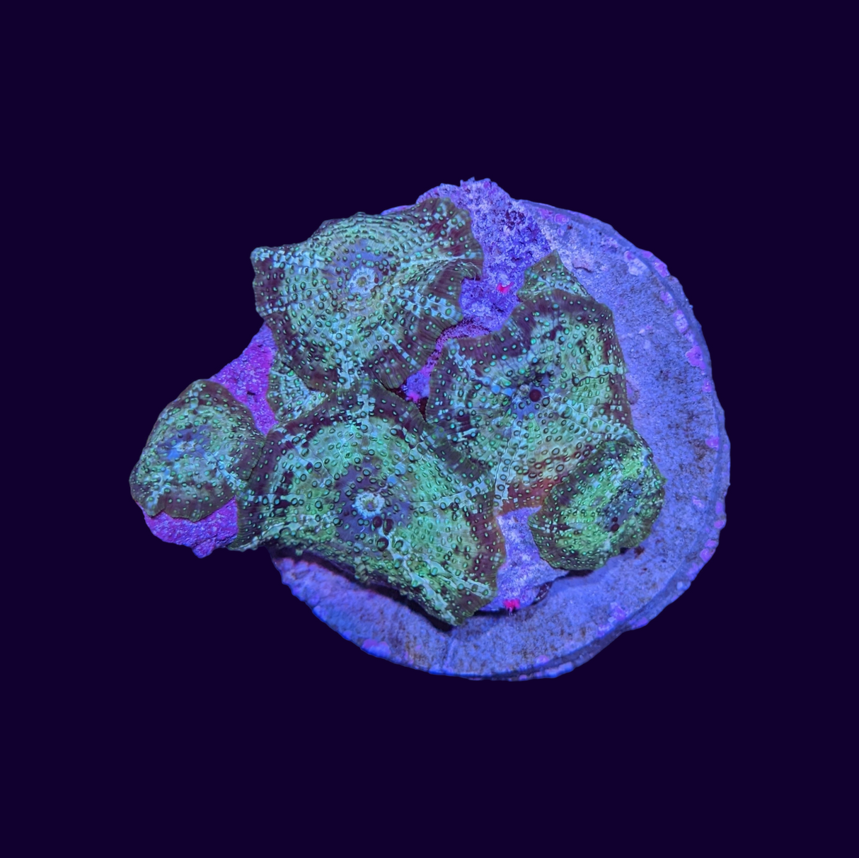 Green Spotted Discosoma Mushroom Colony