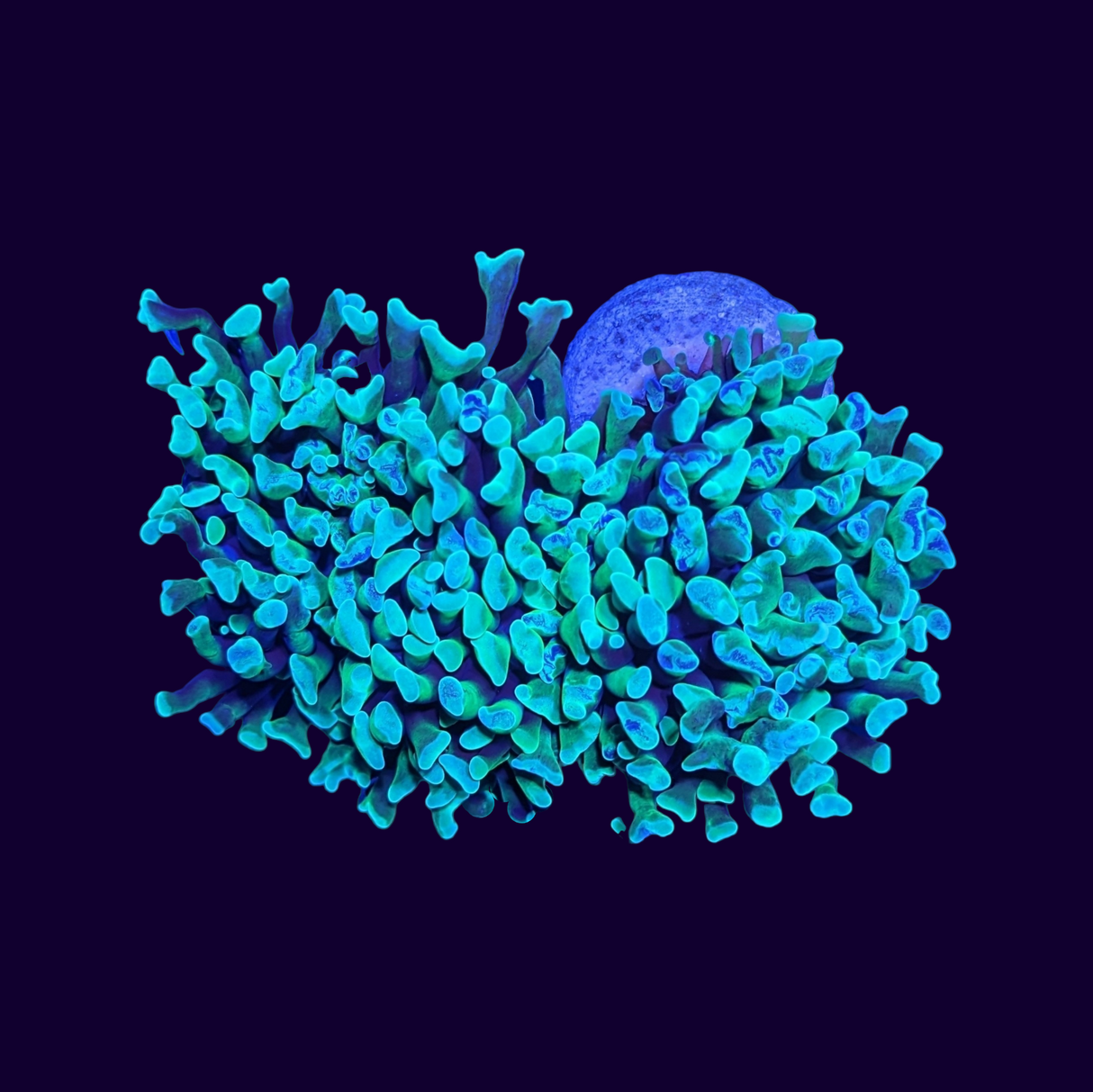 Marble Neon Green Hammer Colony