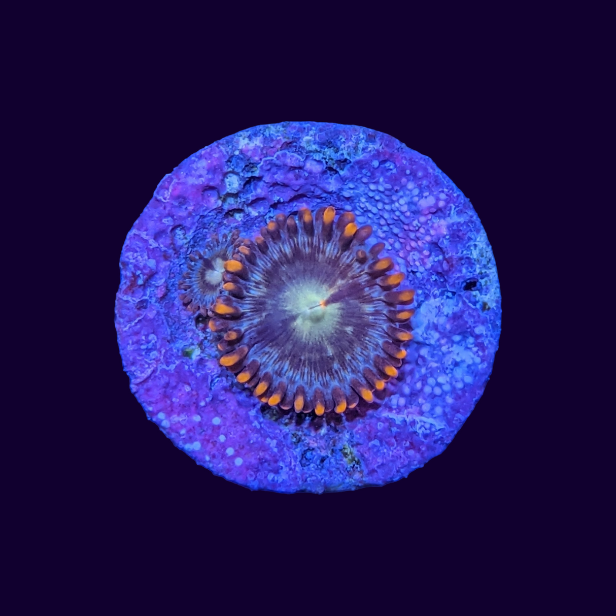 Chocolate Orange Zoa Frag