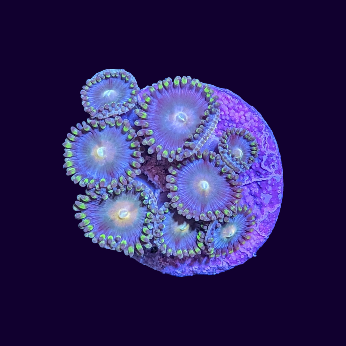 Zoa Frag
