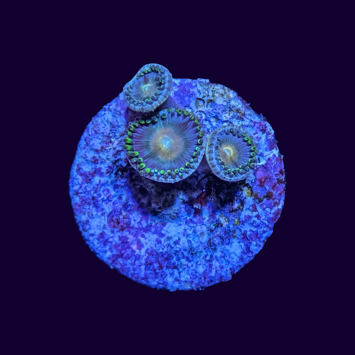 Zoa Frag