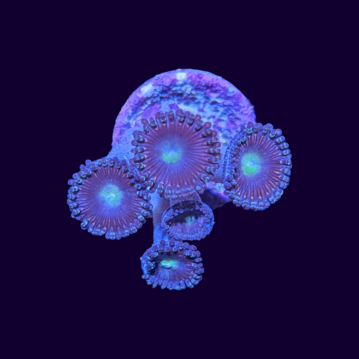 Victora Secret Zoa Frag