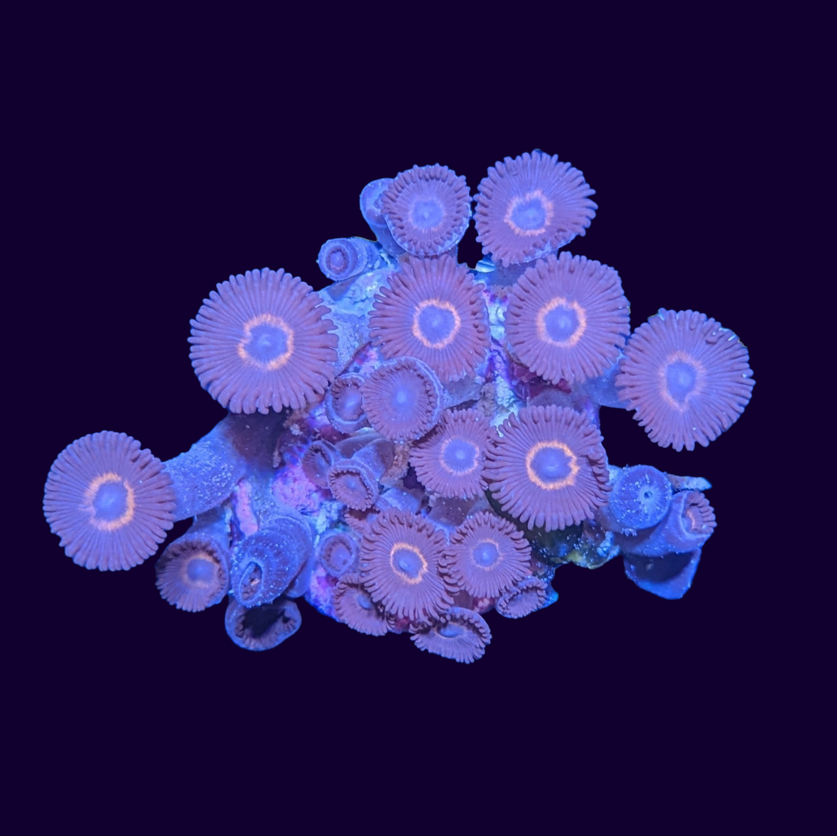 Bullseye Zoa Frag