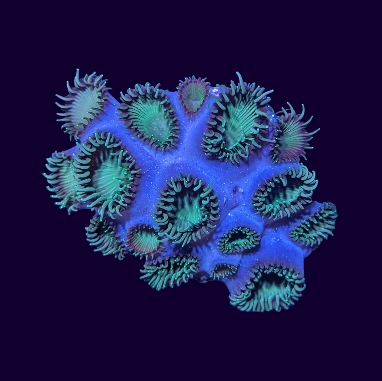 Palythoa Caesia Frag