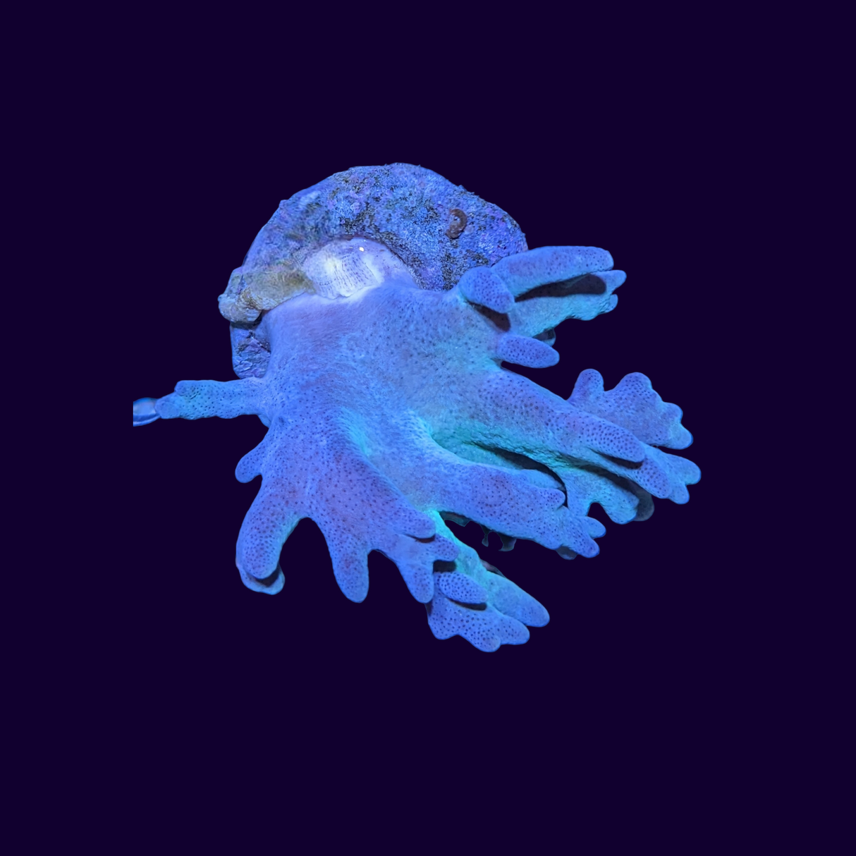 Sinularia Flexibilis Leather