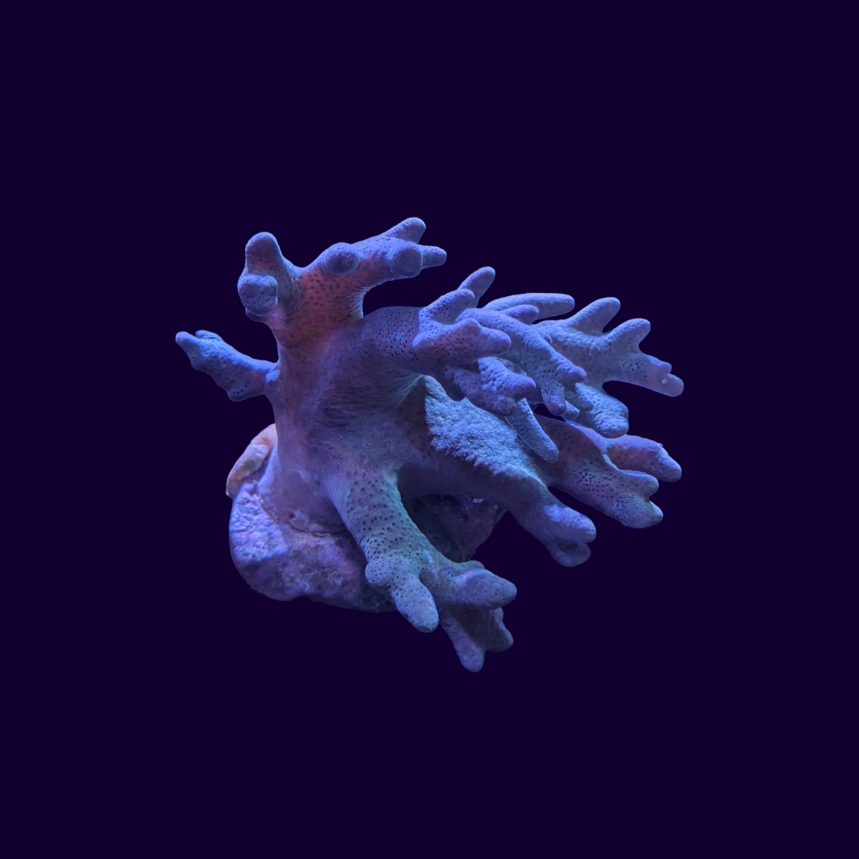 Sinularia Flexibilis Leather