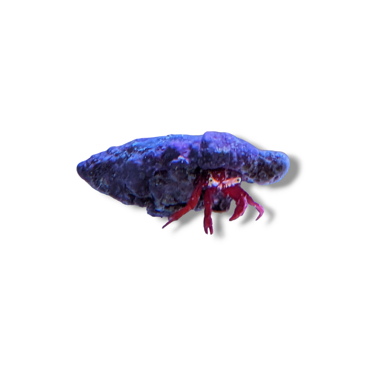 Red Leg Hermit Crab