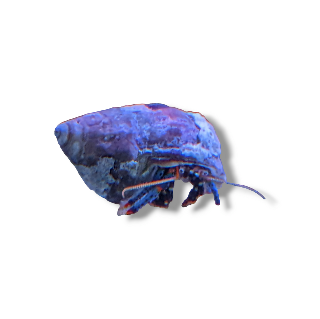 Blue Leg Hermit Crab