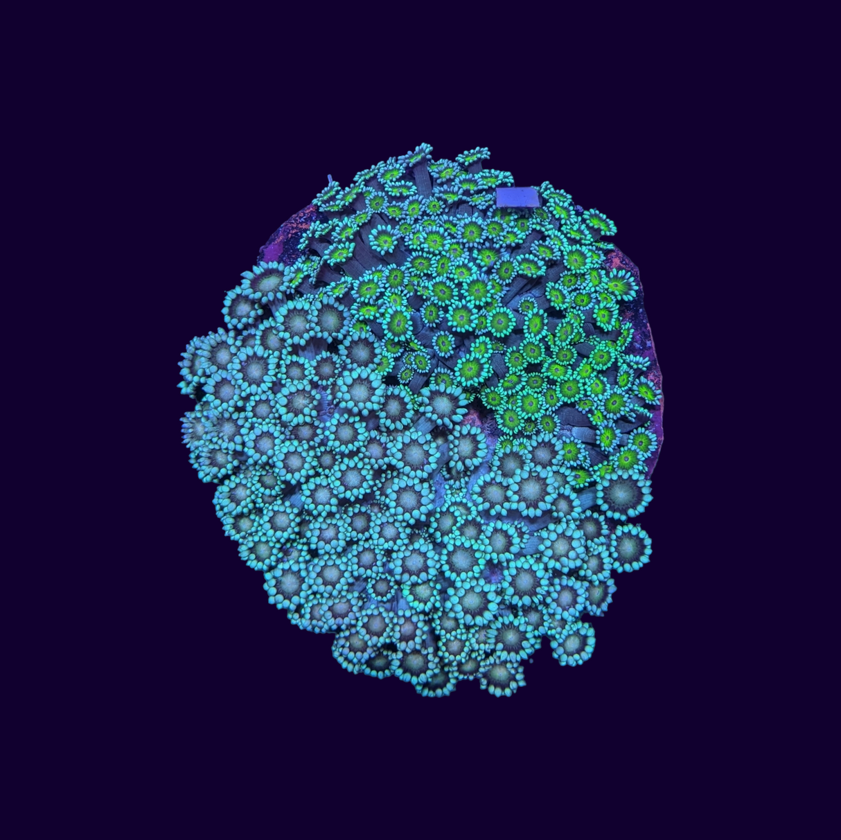 Mixed Green Goniopora Colony (Collection only)