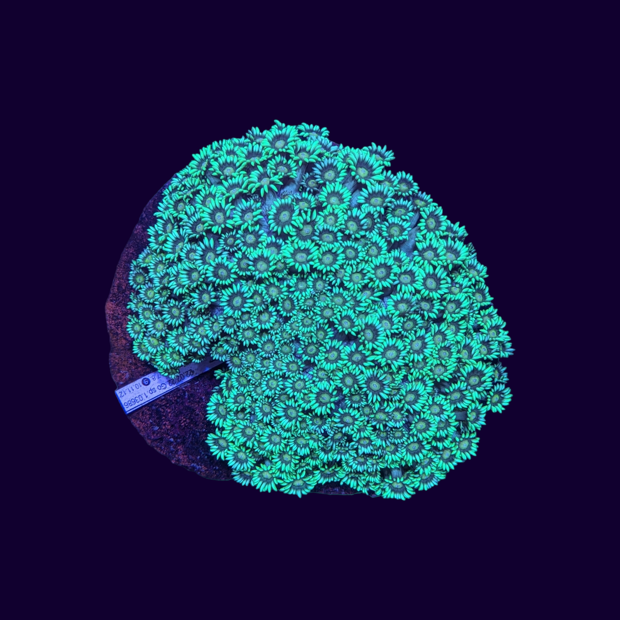 Goniopora Green Colony (Collection only)