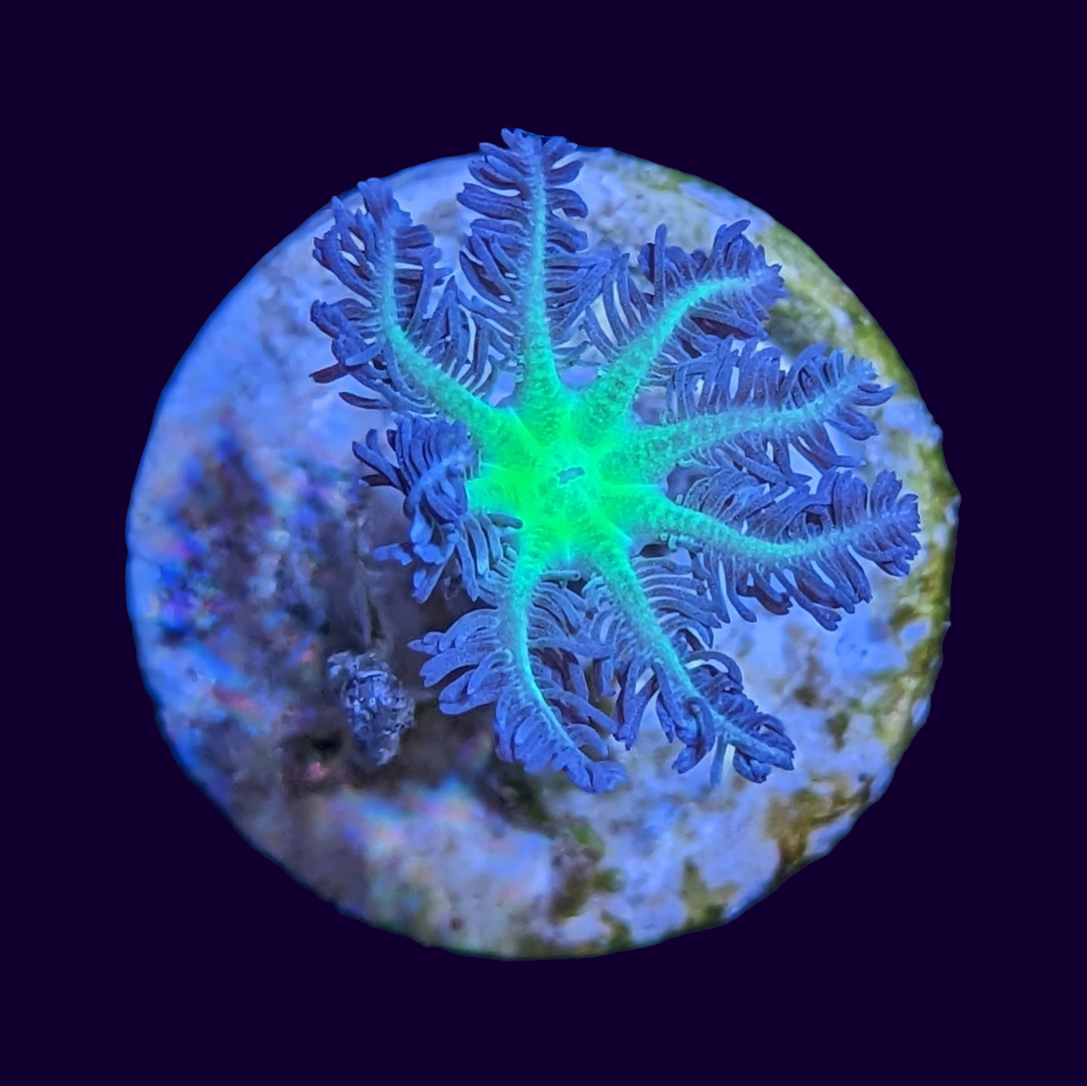 Neon Green Clove Polyps