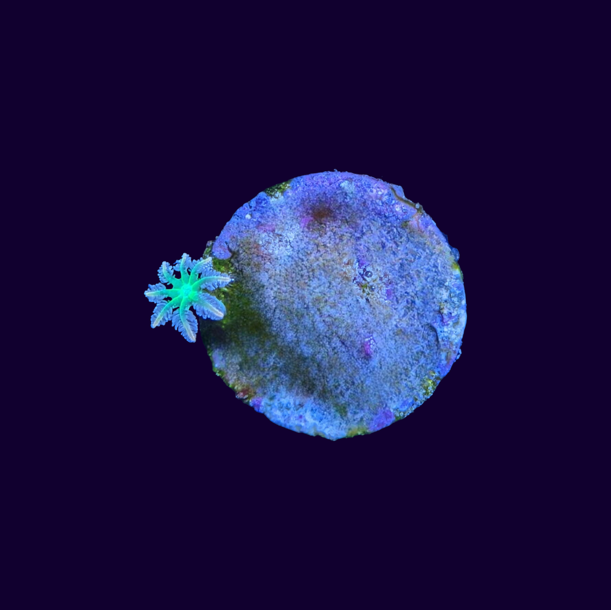 Firework Clove Polyp