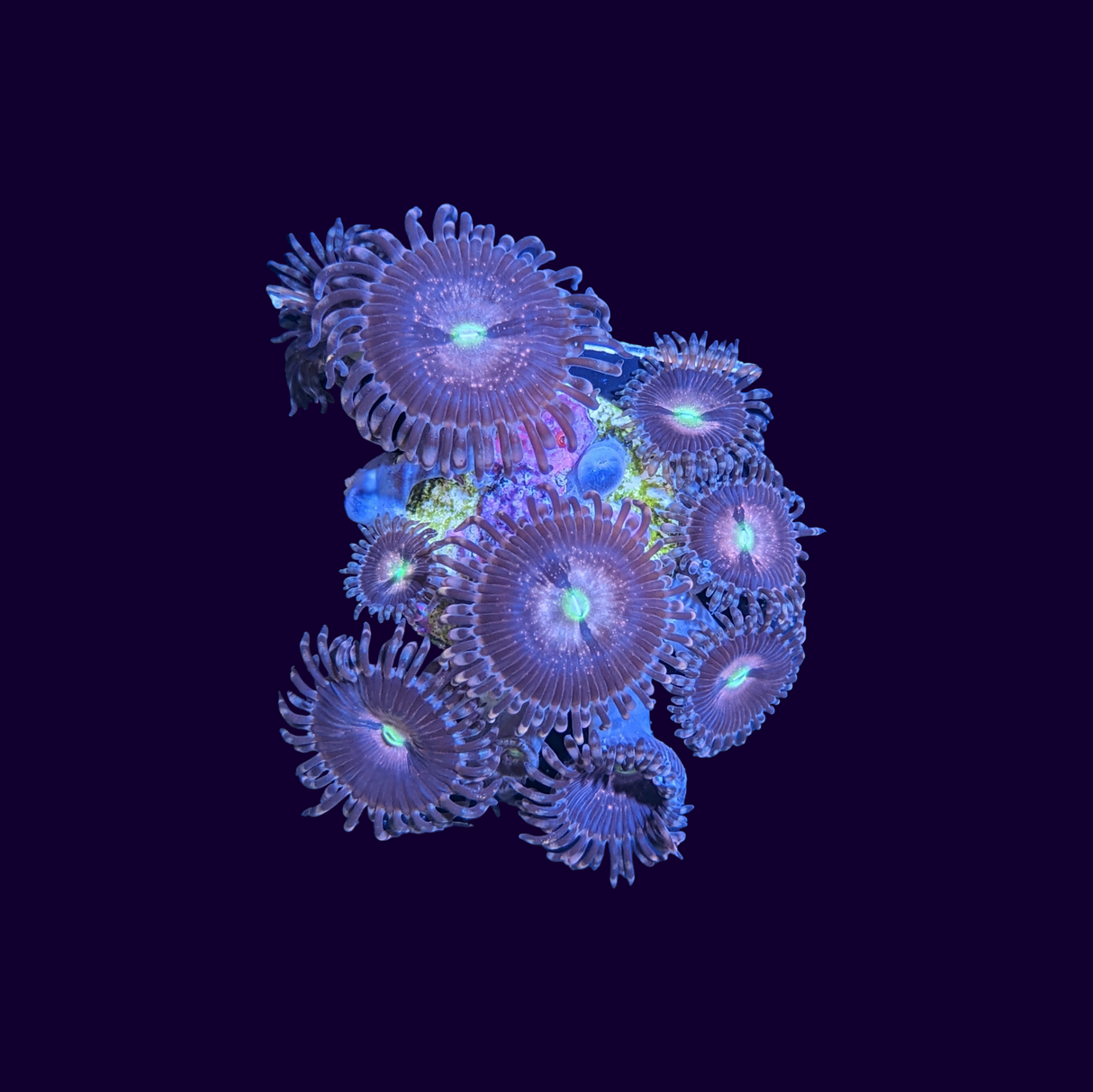 Purple Bee Zoa Frag 5 polyp (UK Grown)