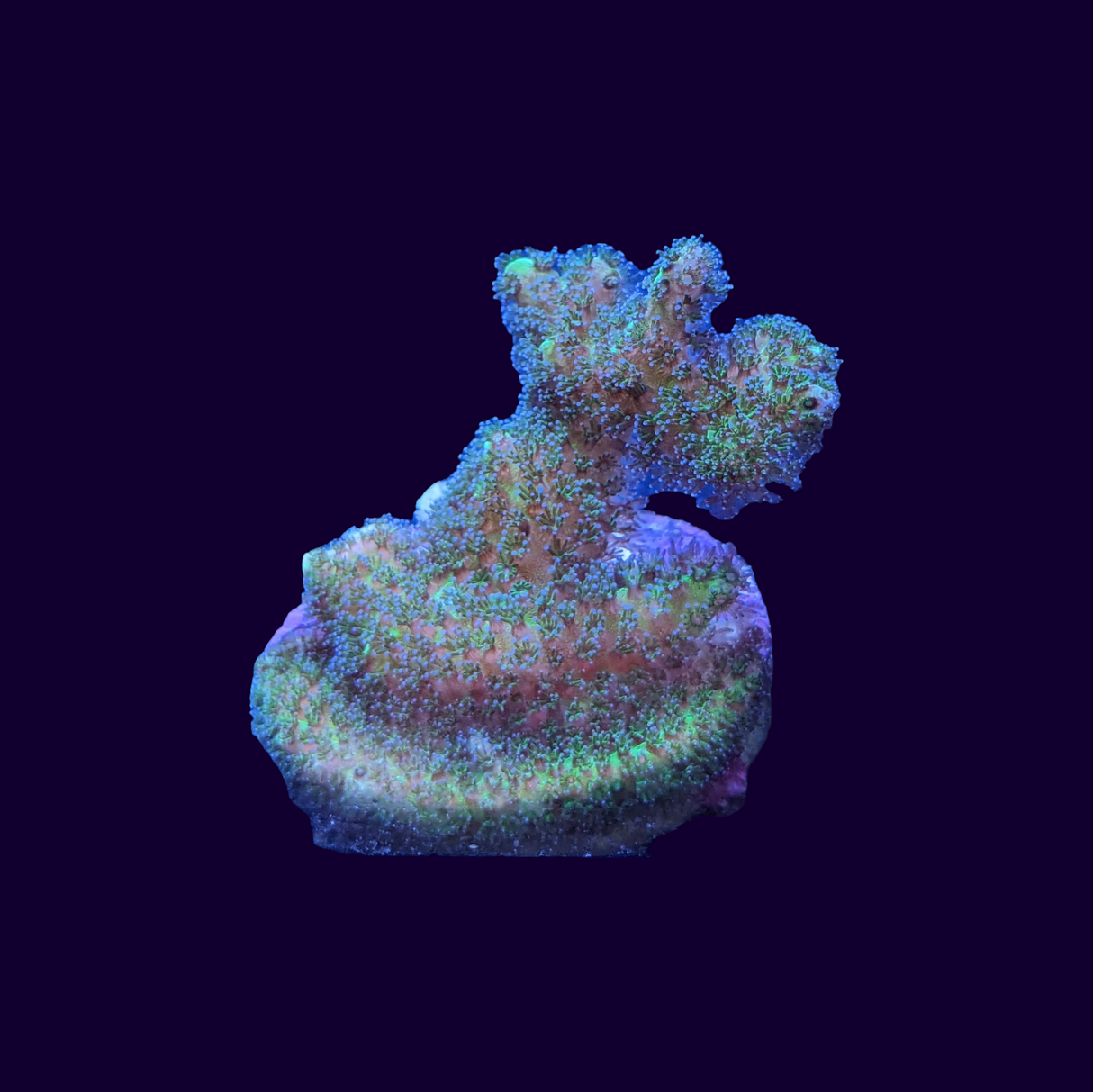 Green Pocillopora (UK Grown)