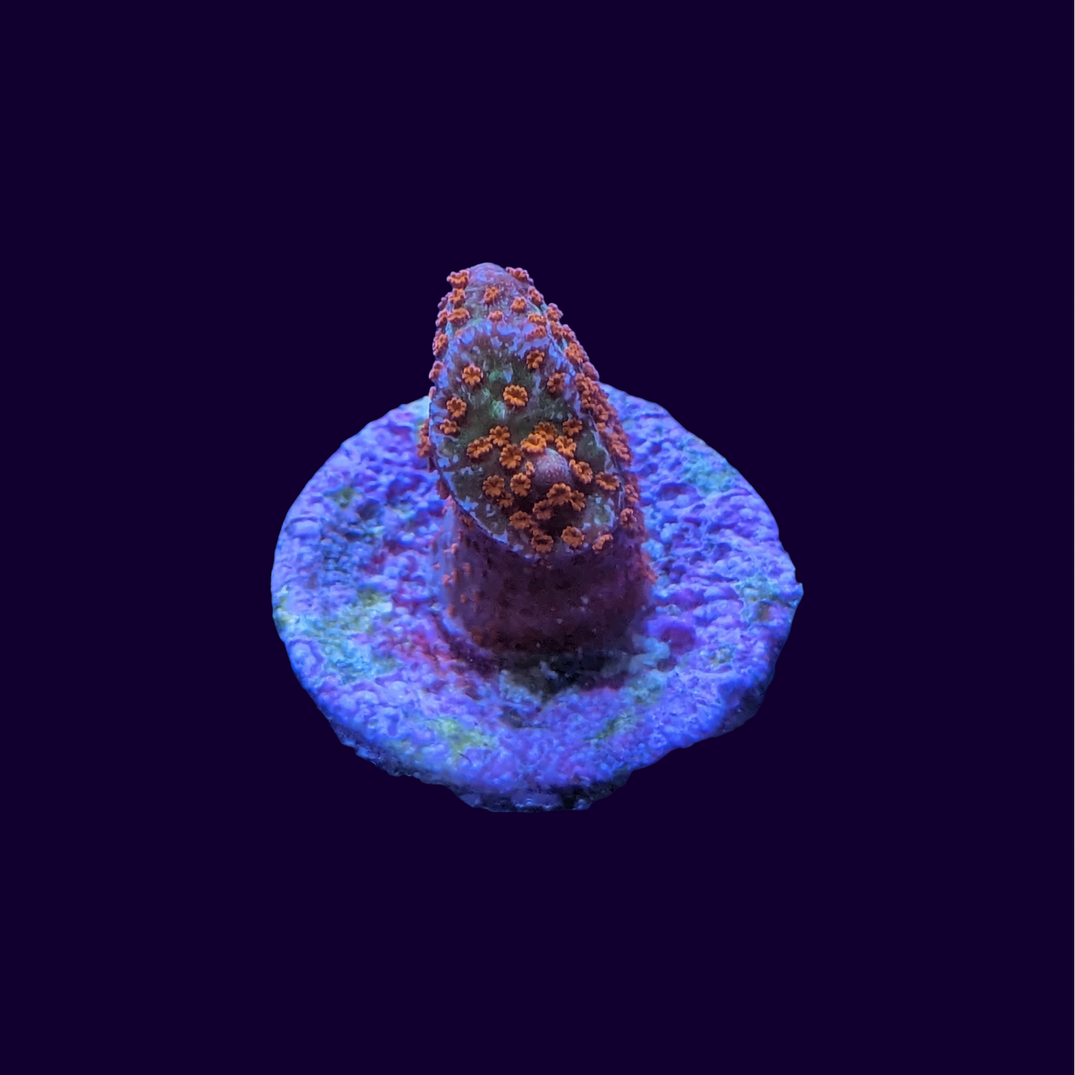 Forest of Fire Montipora digitata (UK Grown)