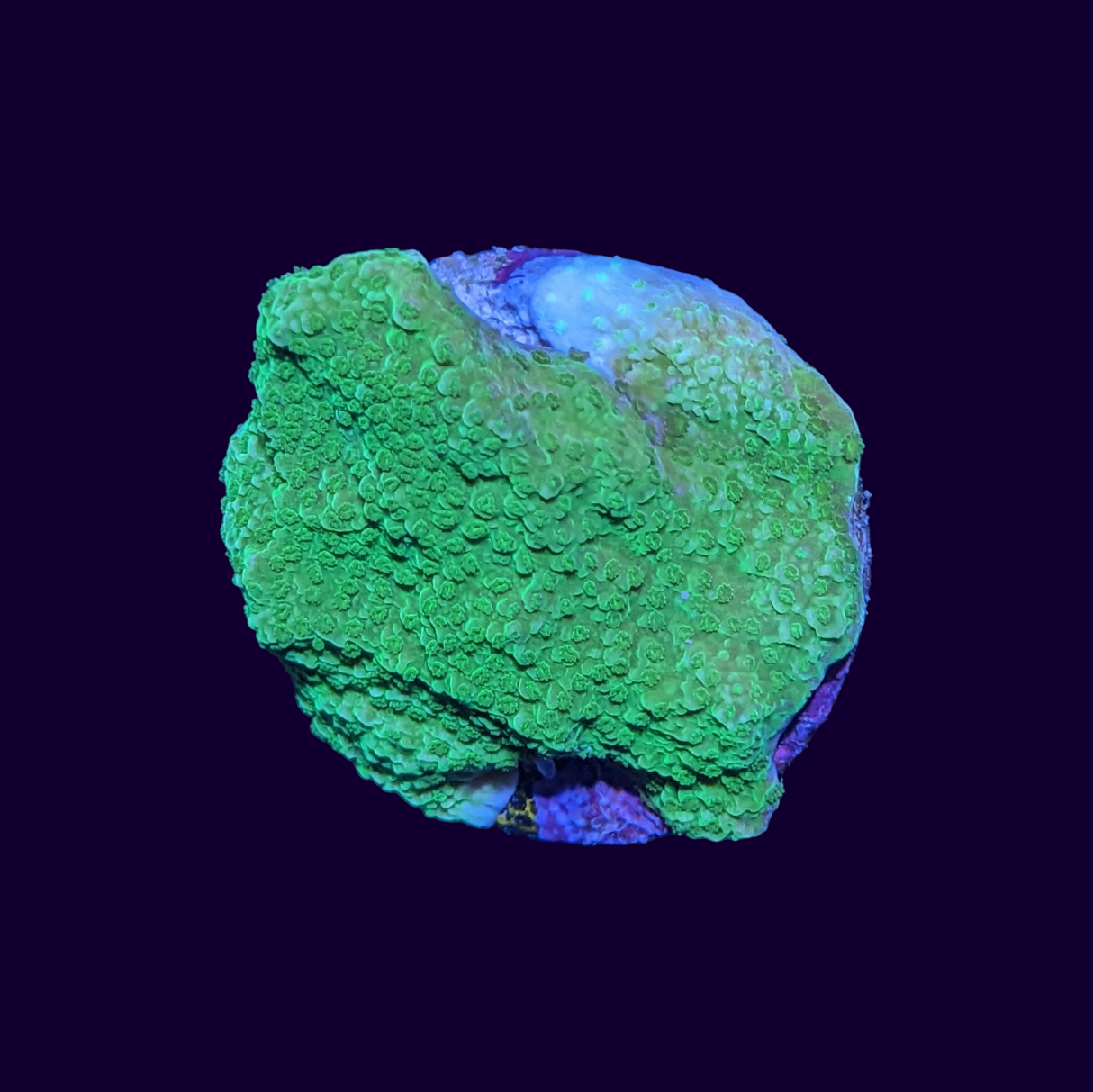Green Montipora Cap medium (UK Grown)