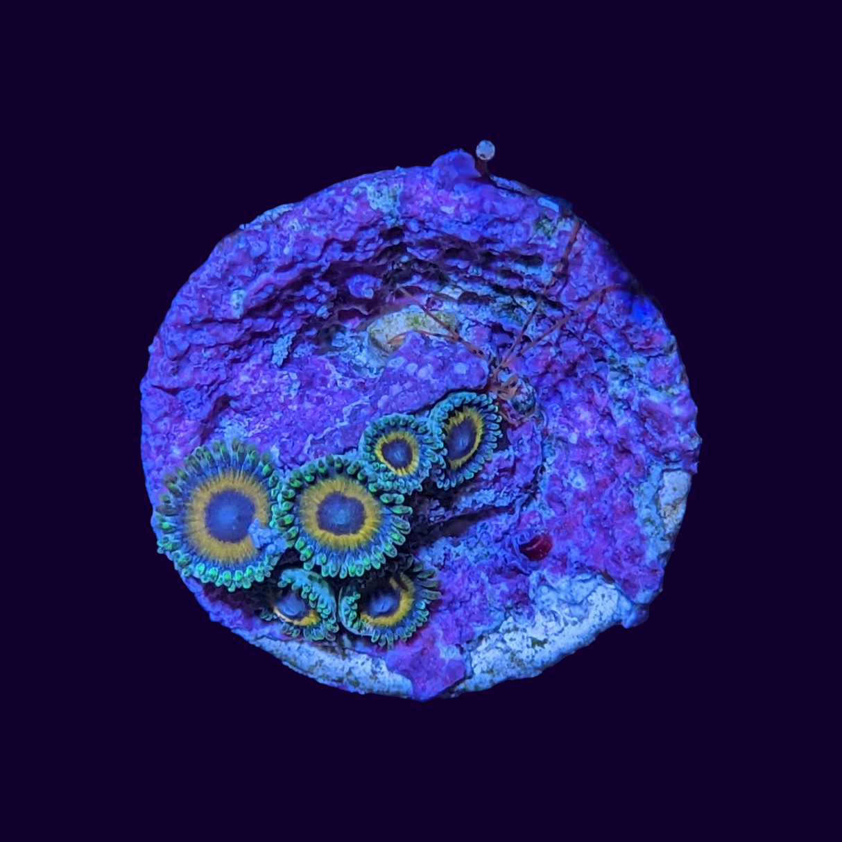 Zoa Frag