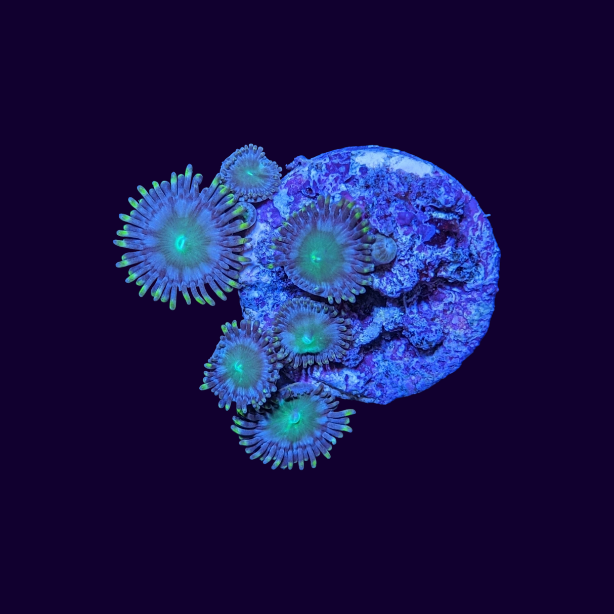 Zoa Frag