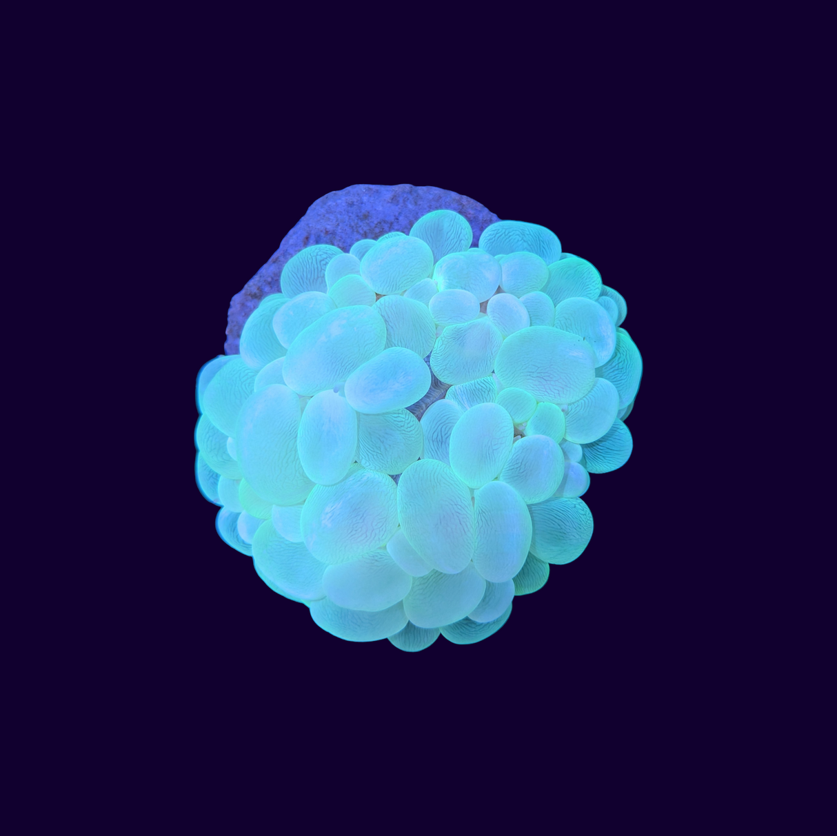 Bubble Coral (Collection Only)