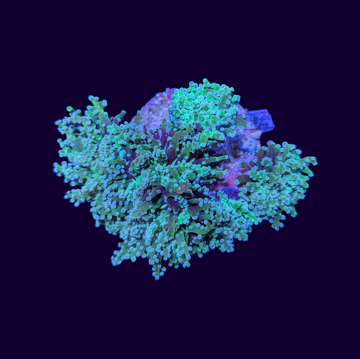 Green Frogspawn Colony