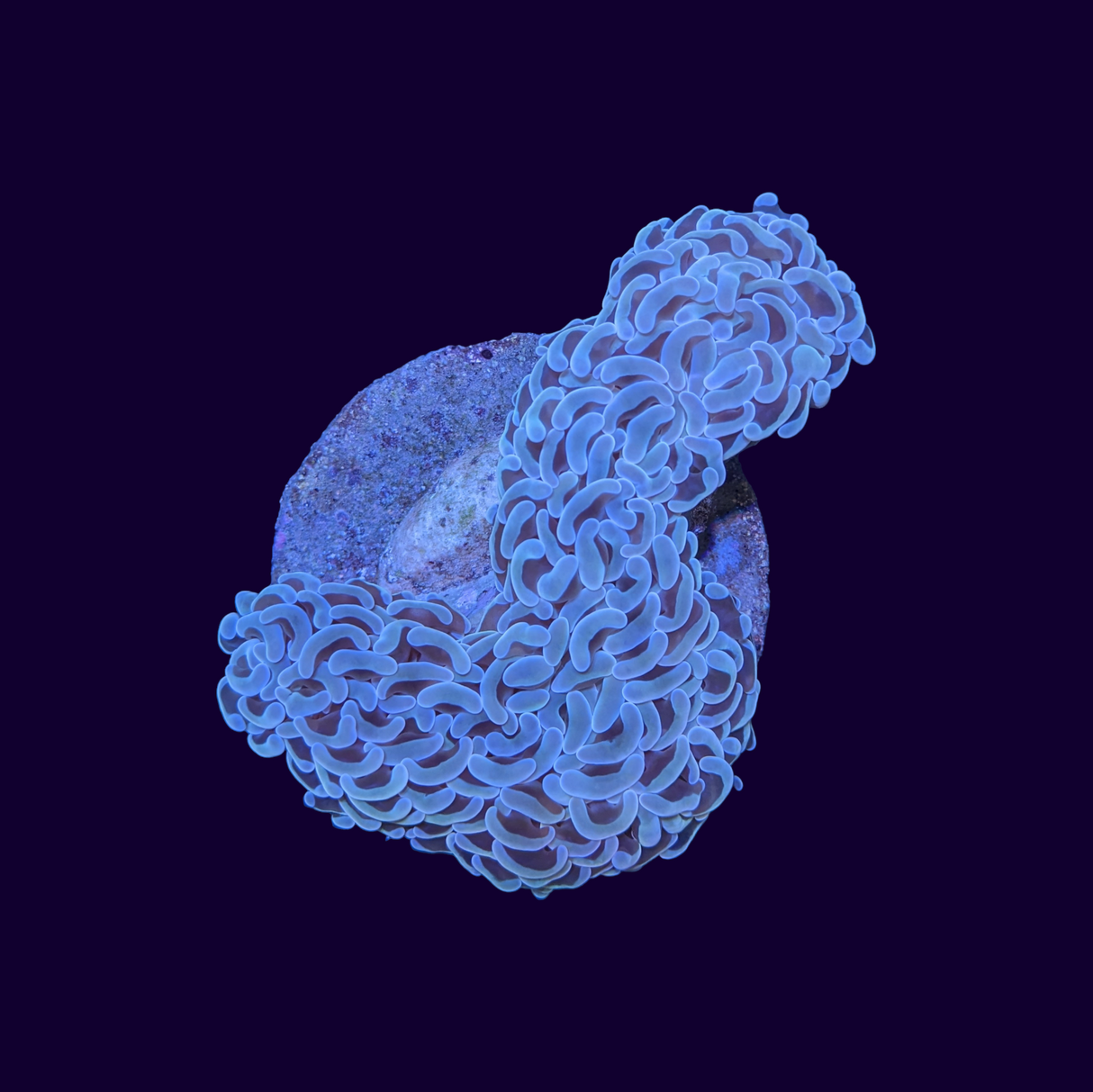 Pink Wall Hammer (Collection Only)