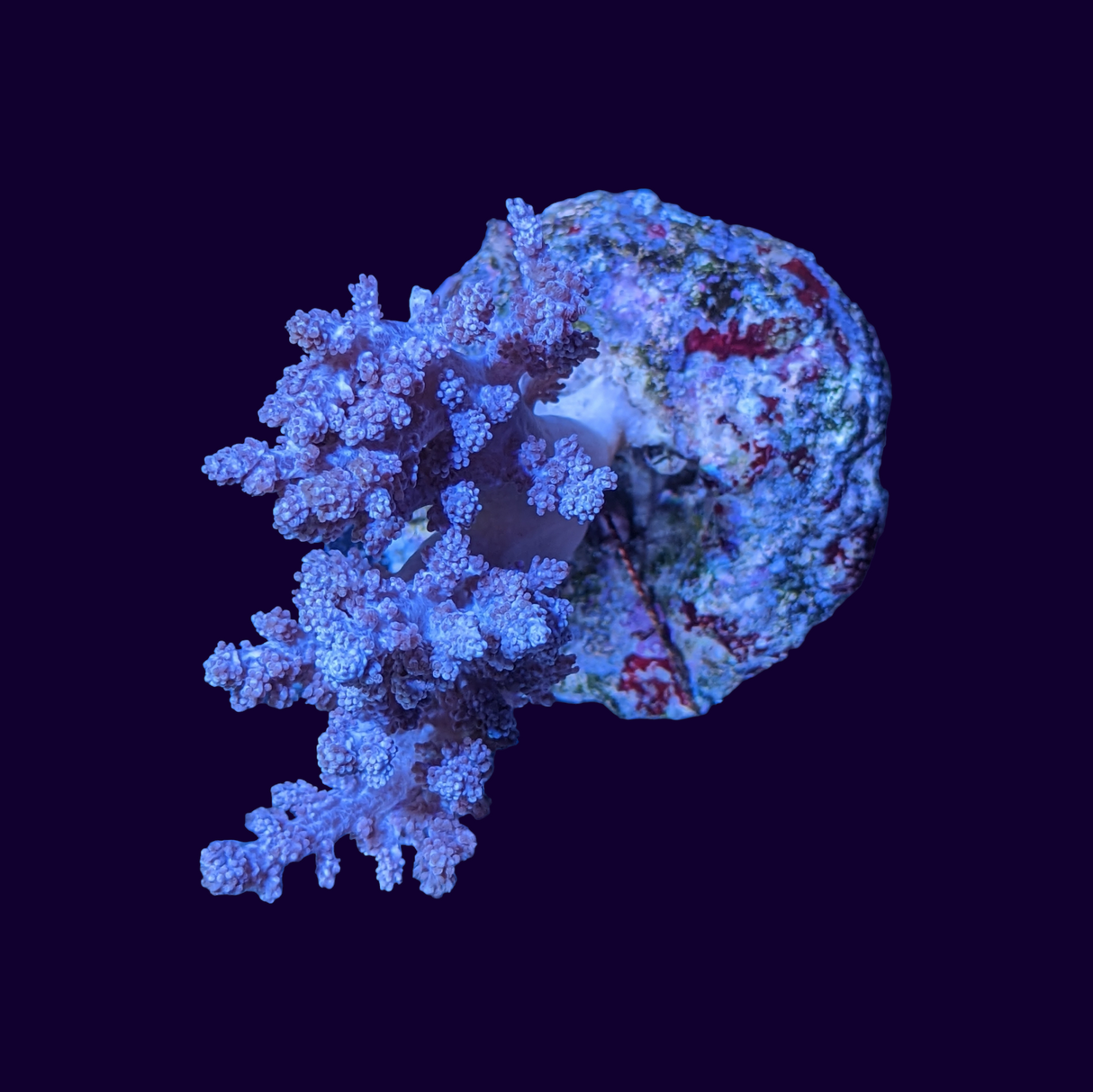 Cladiella Colt Leather Coral