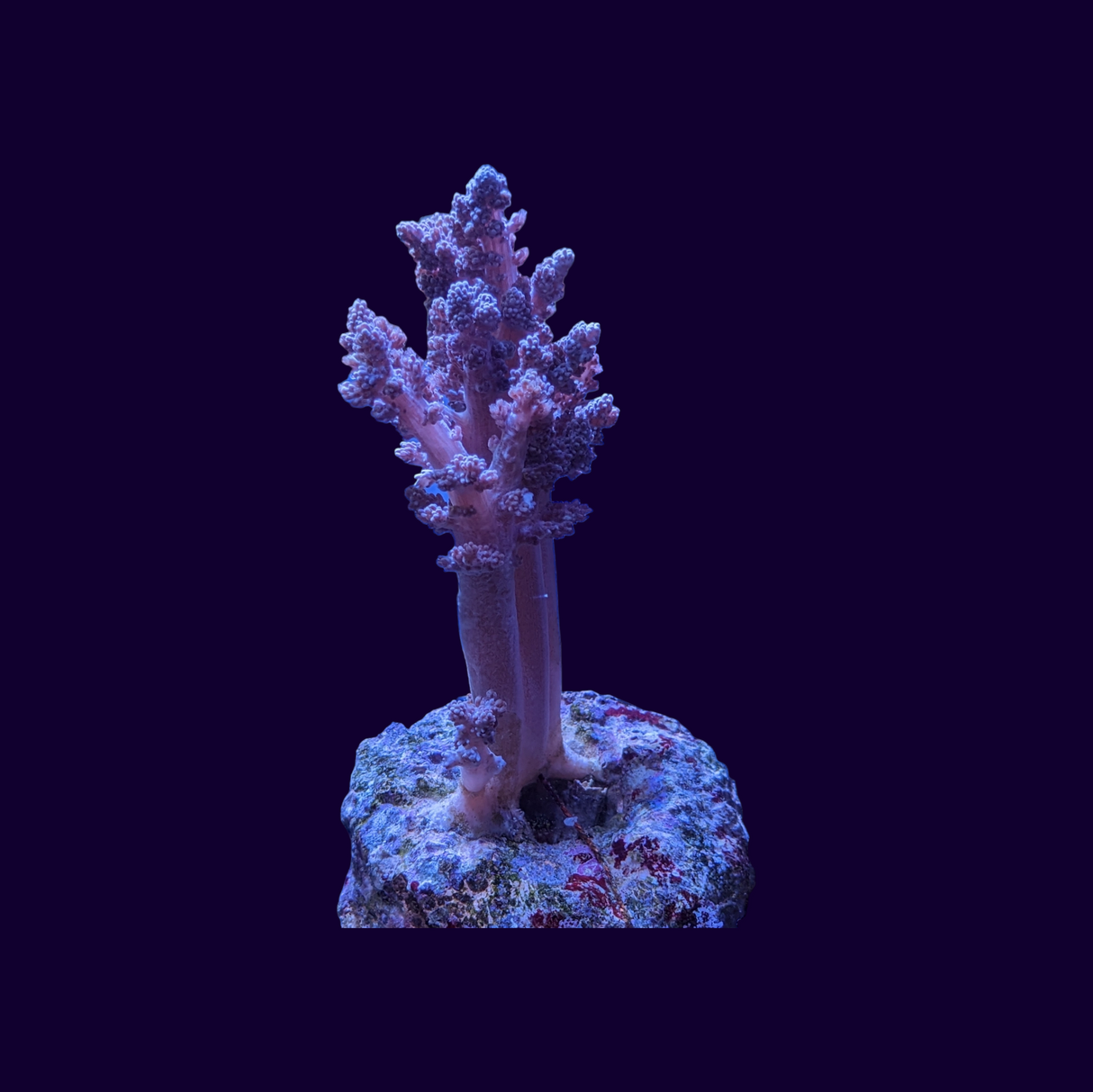 Cladiella Colt Leather Coral