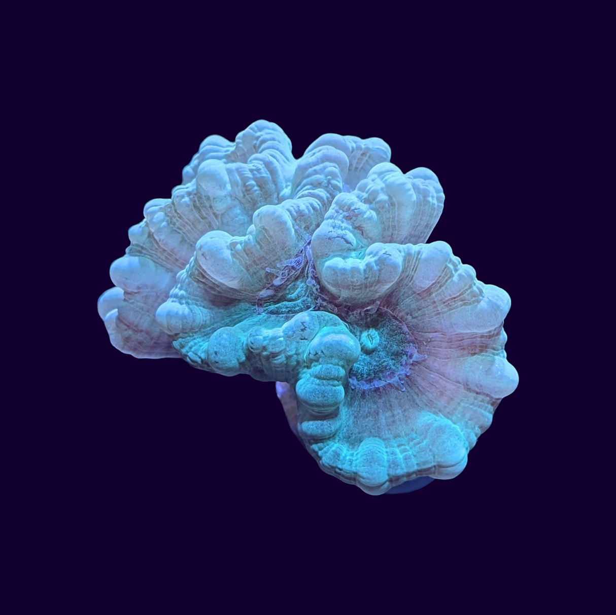 3 Head Blue-Green Candy Cane