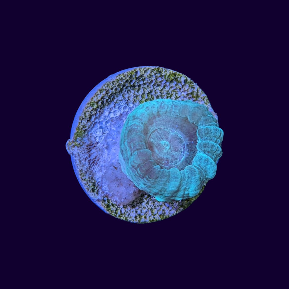 Candy Cane Blue-Green 1 Head