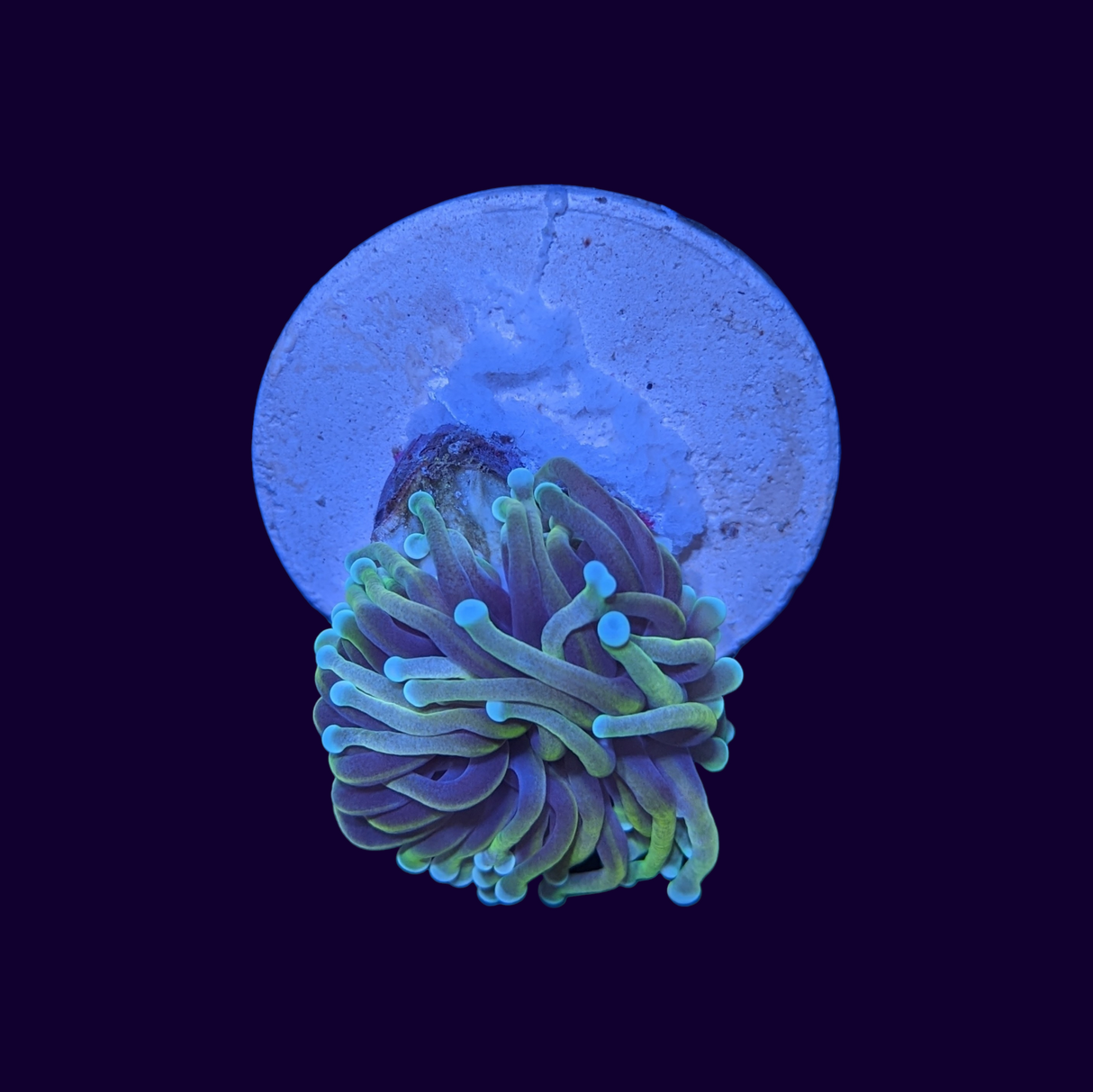 Dragon Soul Torch Frag - 1 Head