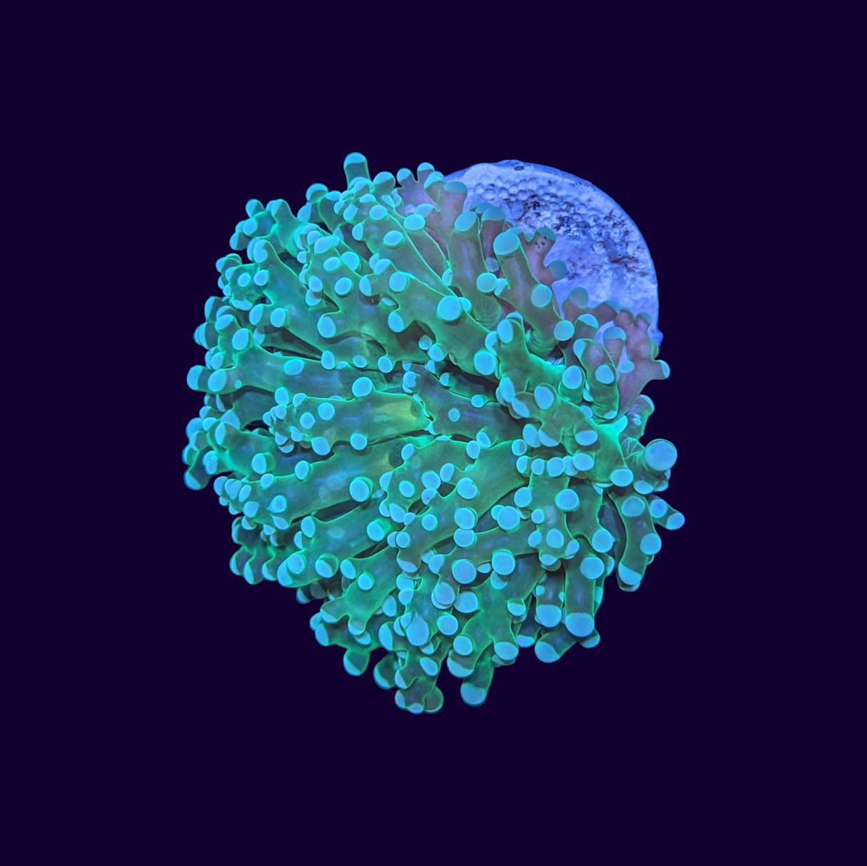 Gold Mouth Frogspawn Frag - 1 Head