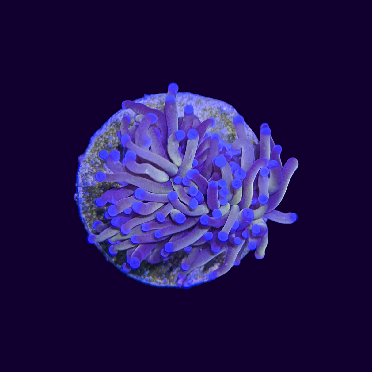 24k Golden Torch Frag 3 Head