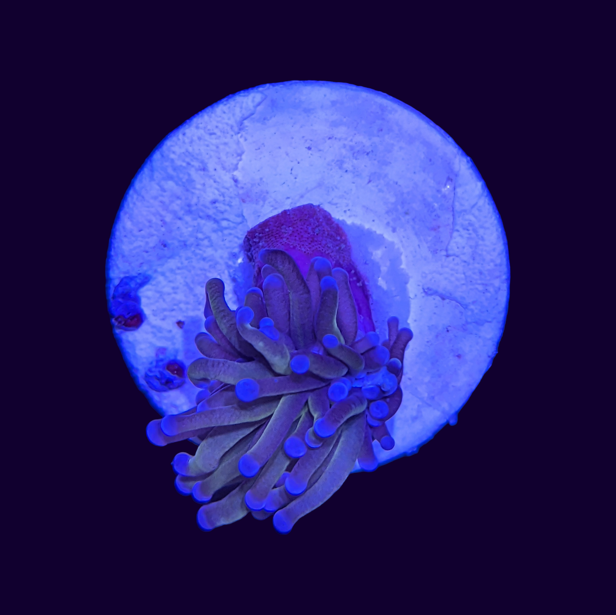 24k Golden Torch Frag 1 Head