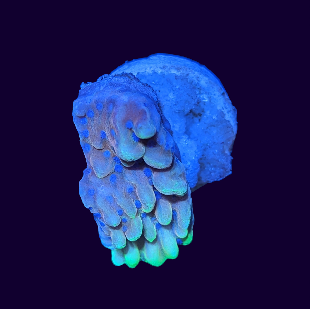 Crazy T Montipora
