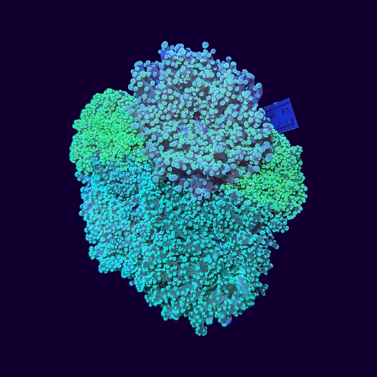 Mixed Frogspawn Garden (collection only)