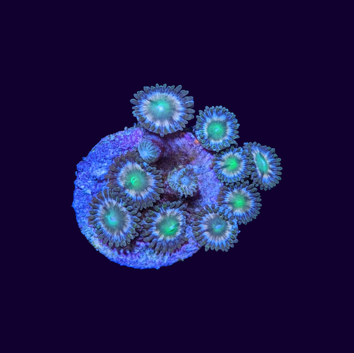 Hawaiian Punch Zoa Frag
