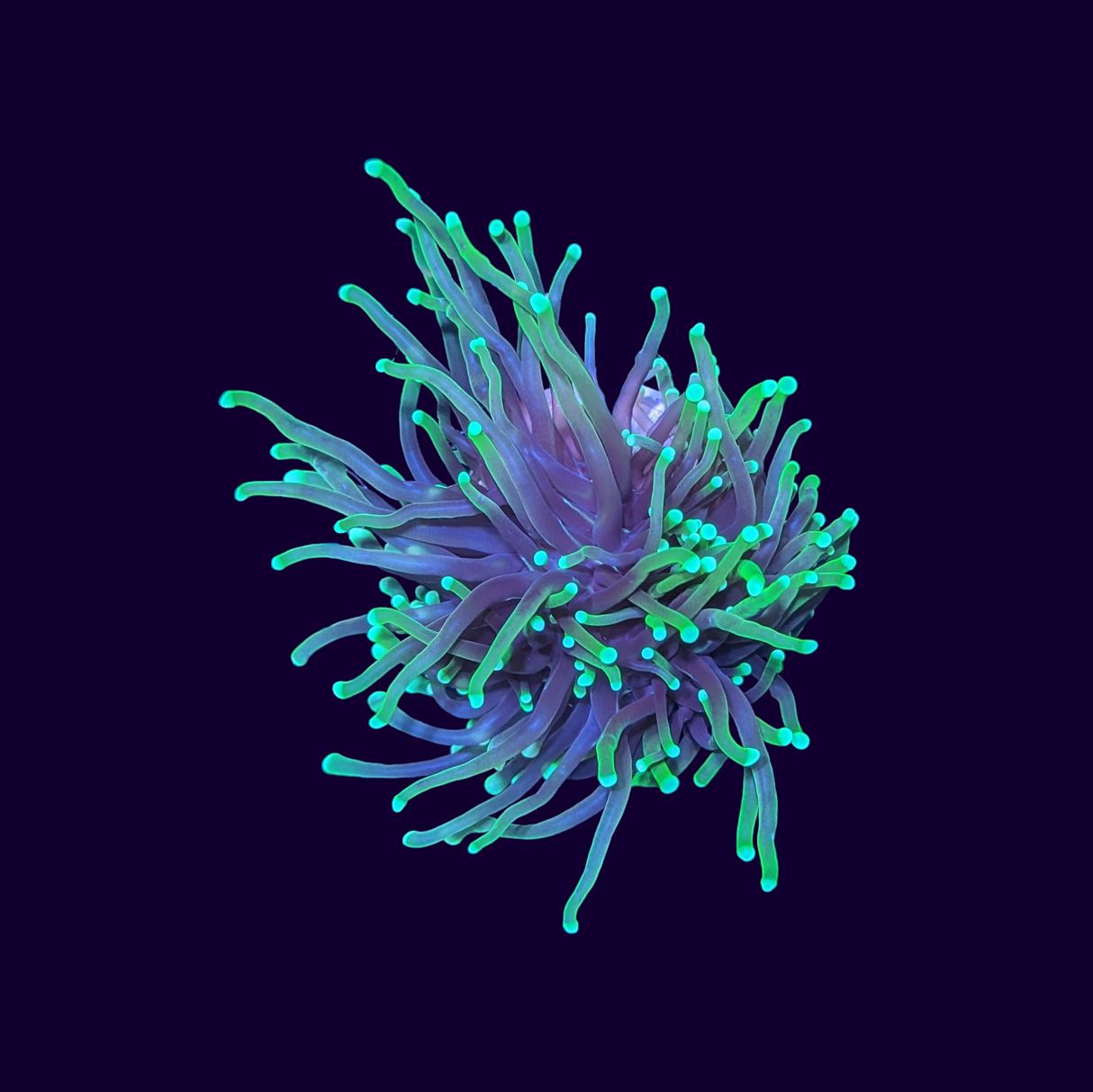 Gold Tip Torch Frag - 1 Head