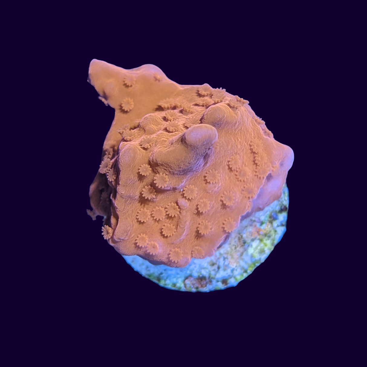 Orange Montipora Setosa (UK Grown)