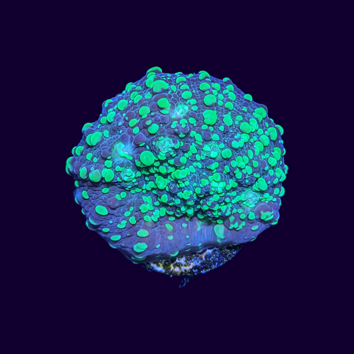 Chalice Toxic Pie (UK Grown)