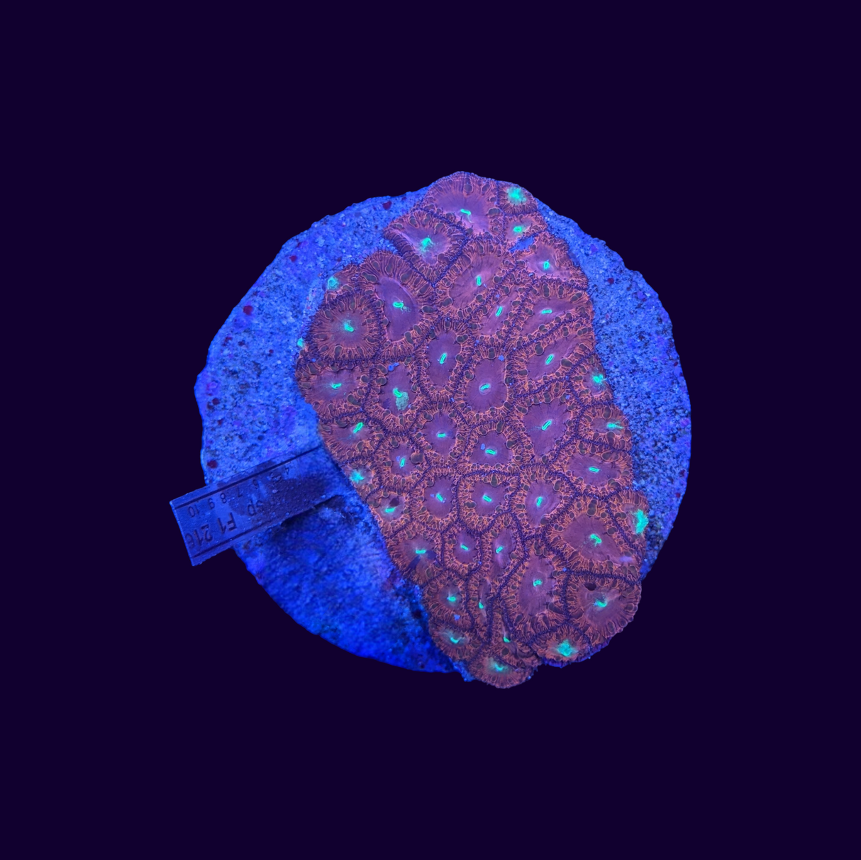 Blastomussa Colony (Collection Only)