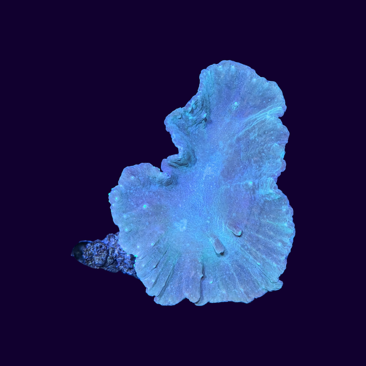 Green Sinularia Dura Cabbage Leather Coral