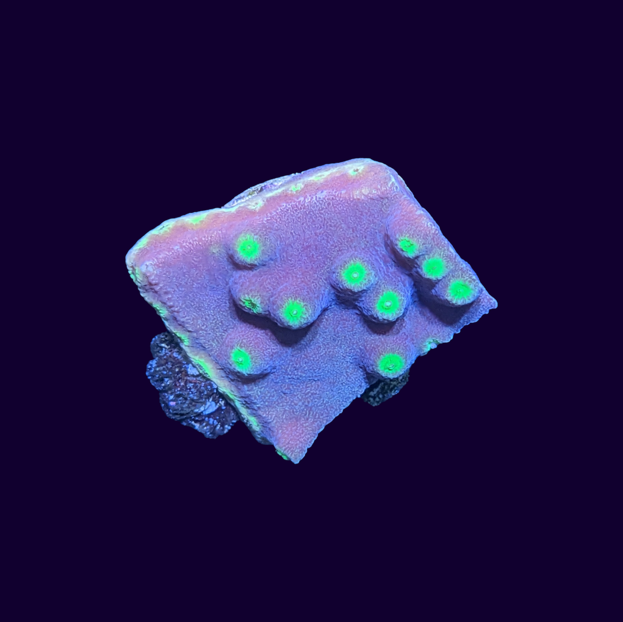 Yellow Cup Turbinaria