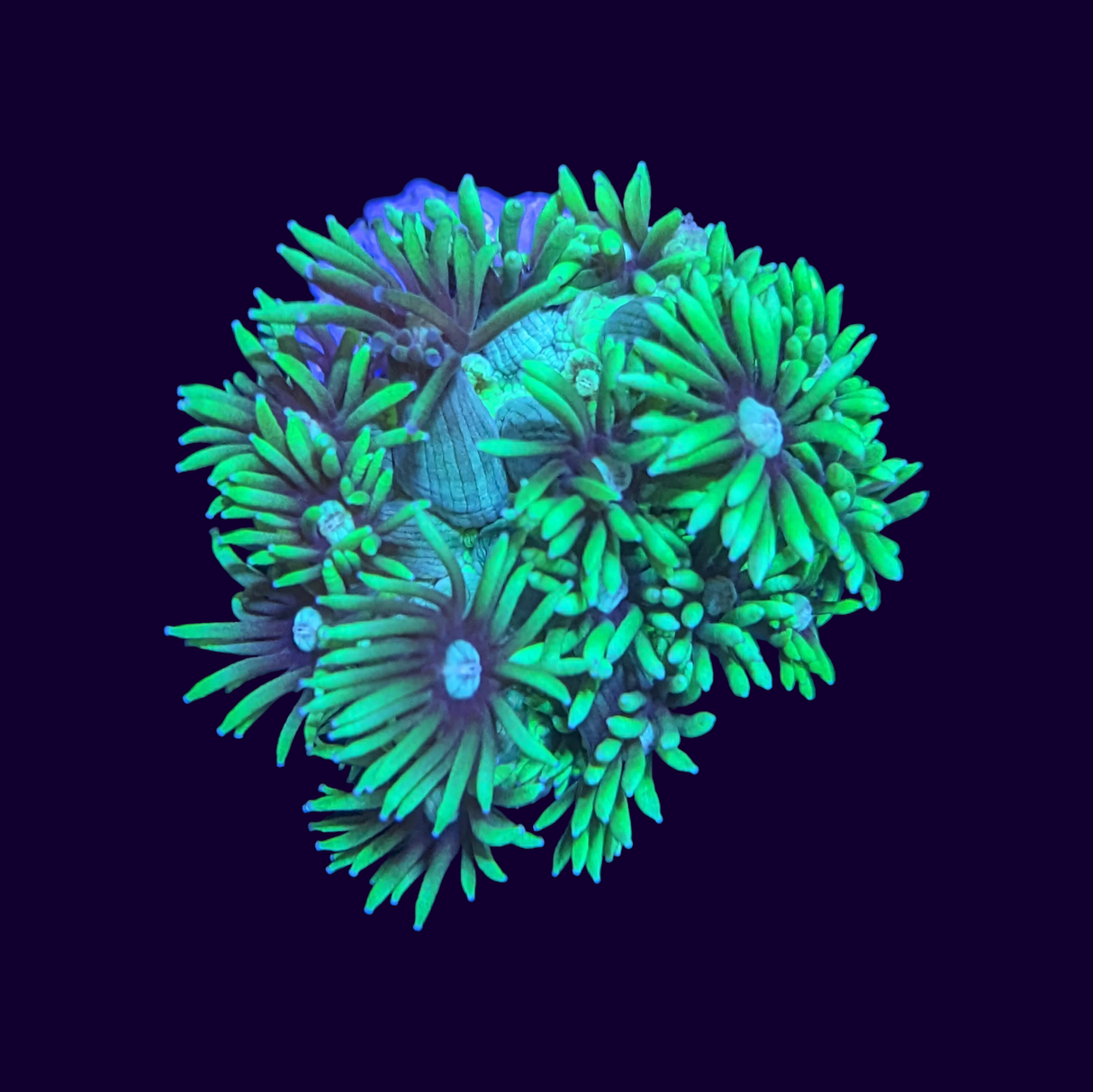 Goniopora Neon Highlighter Green Frag