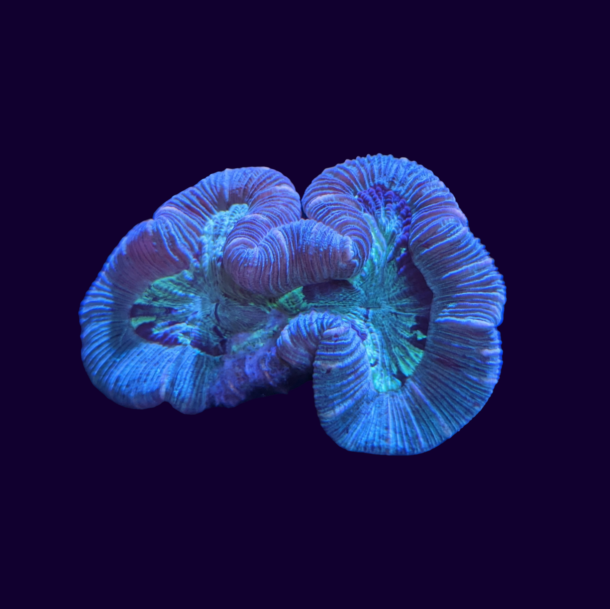 Trachyphyllia (Collection Only)
