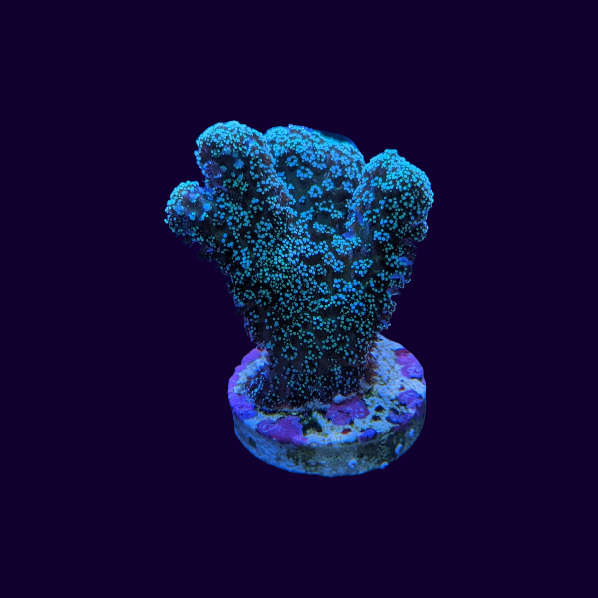 Green Stylophora
