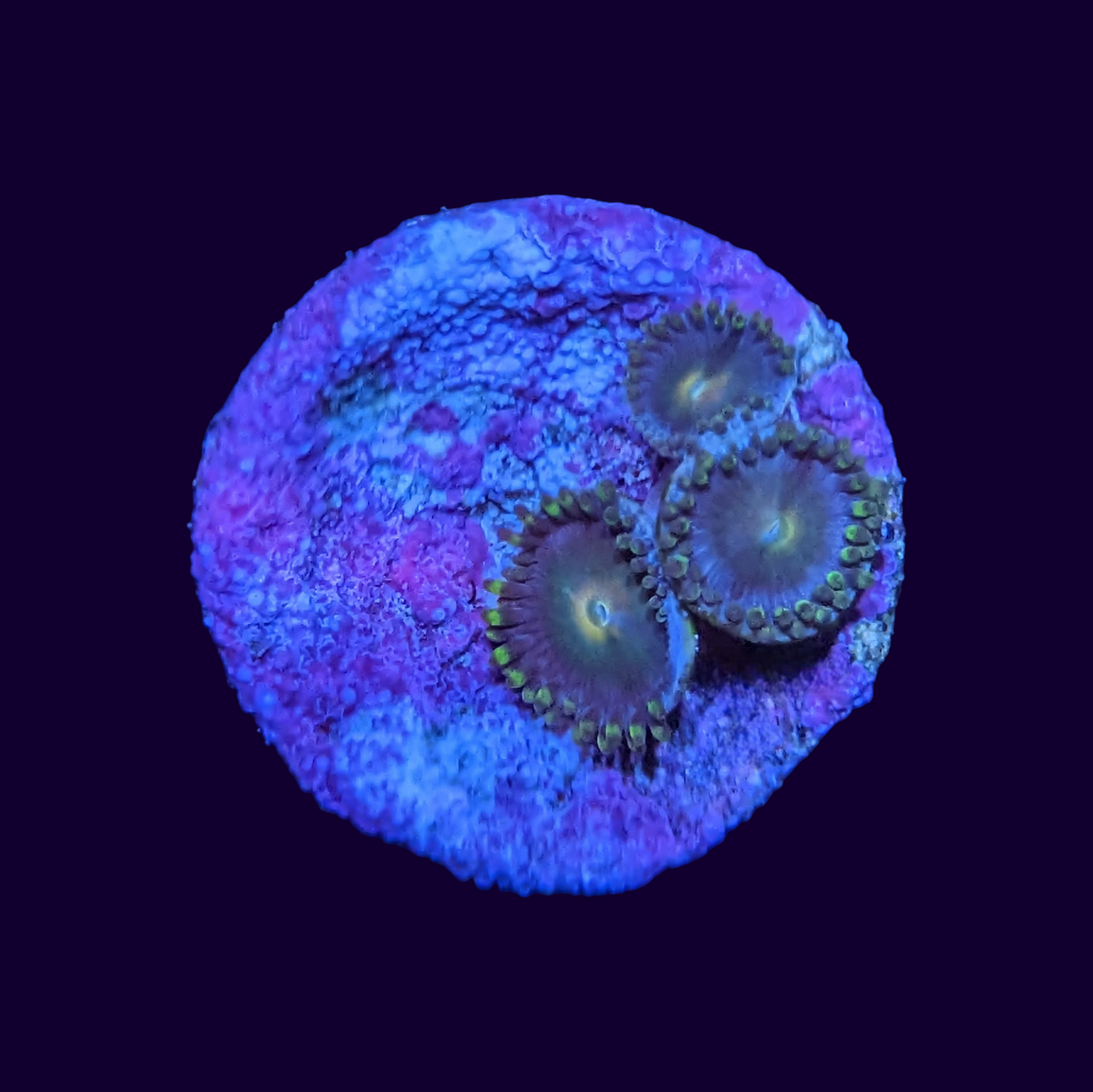 Zoa Frag