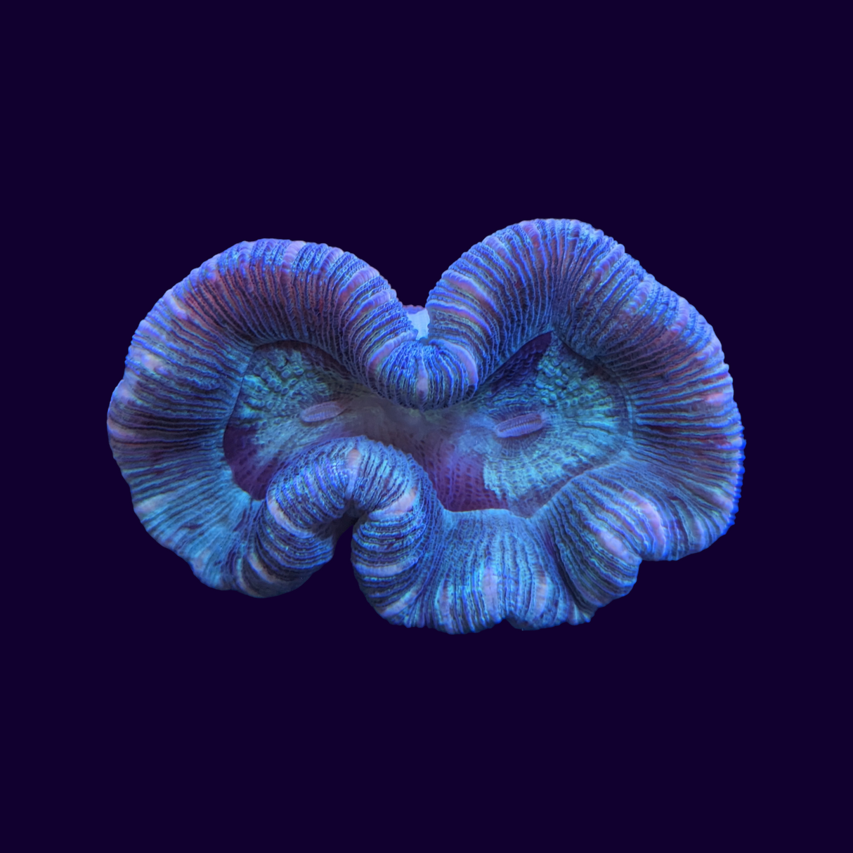 Trachyphyllia (Collection Only)