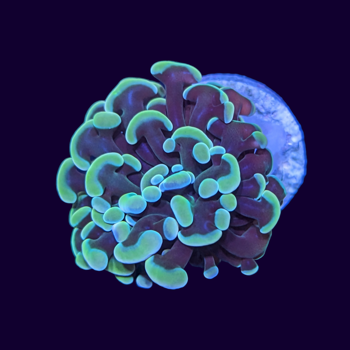 1 Head Gold Hammer Frag