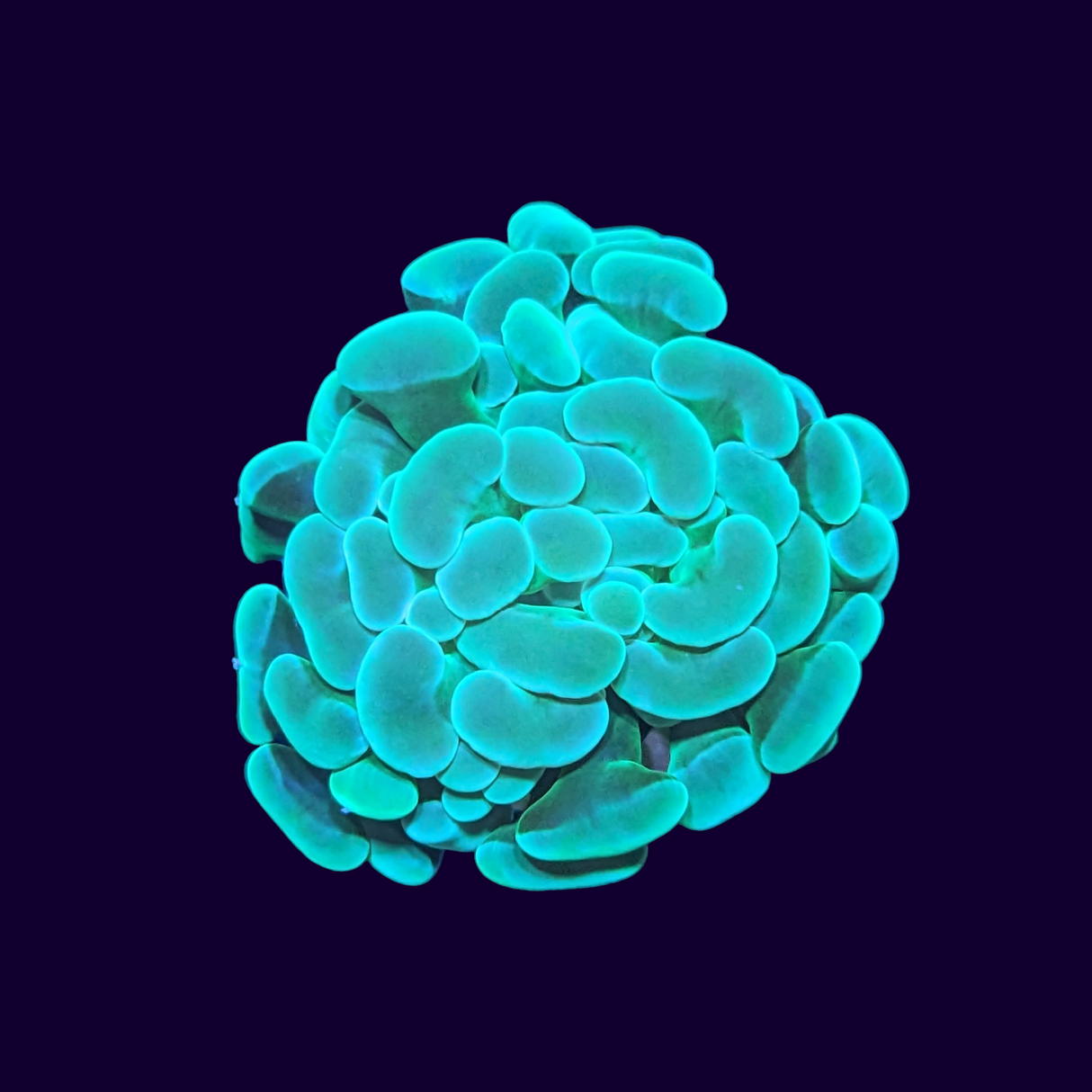 Hammer Green - 1 Head