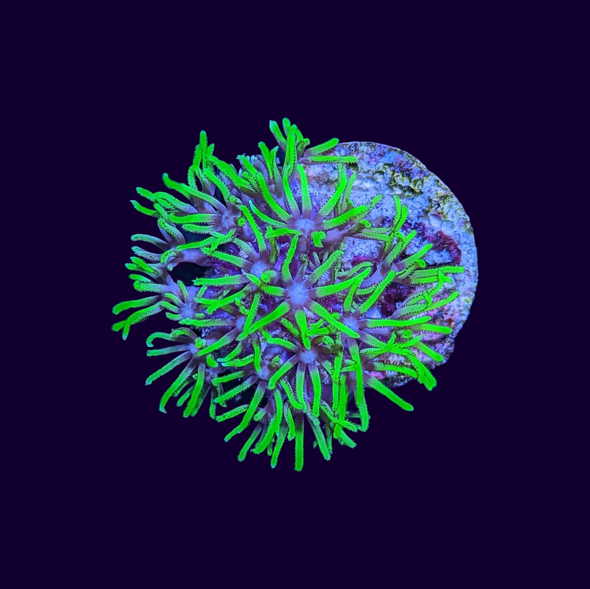 Neon Green Star Polyps